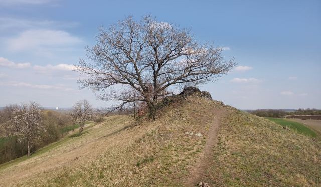 Strom roku České republiky: Povězte jeho příběh ostatním