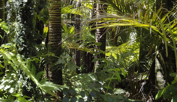 Tropické lesy dokáží odolávat zvyšujícím se teplotám jen do určité míry