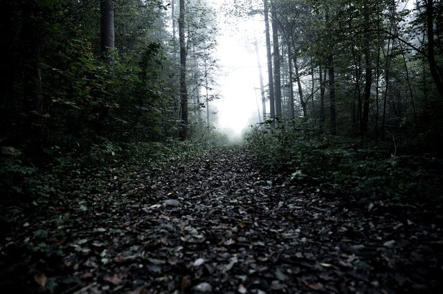 Vlastník lesa vytěžil, nezalesnil a nekomunikuje. Inspektoři ČIŽP mu uložili další pokutu 167 tisí