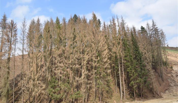Vysočina rozděluje prvních 7,5 miliónu korun do lesů na opatření proti kůrovci