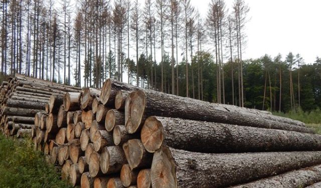 Za zanedbání ochrany lesa proti kalamitním hmyzím škůdcům padla pokuta 200 tisíc korun