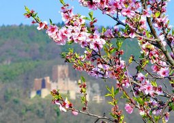 almond-tree-4093781_640