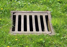 antranias-gulli-302164_640