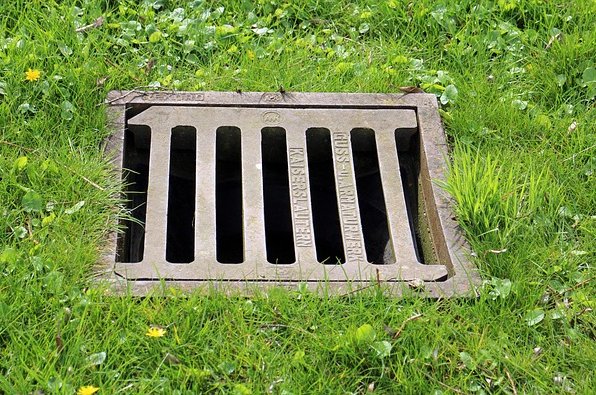 antranias-gulli-302164_640