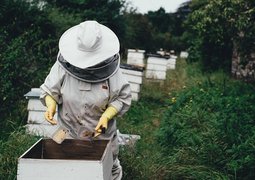 apiary-1866740_640