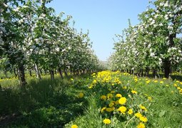 apple-blossom-246062_640