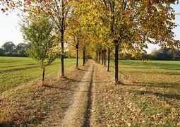 autumn-3755067_640
