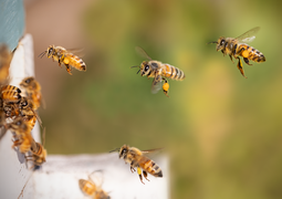 bees-8267791_640