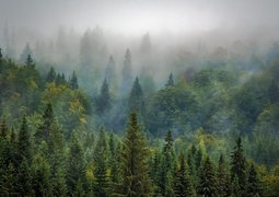 bergadder-trees-975091_640