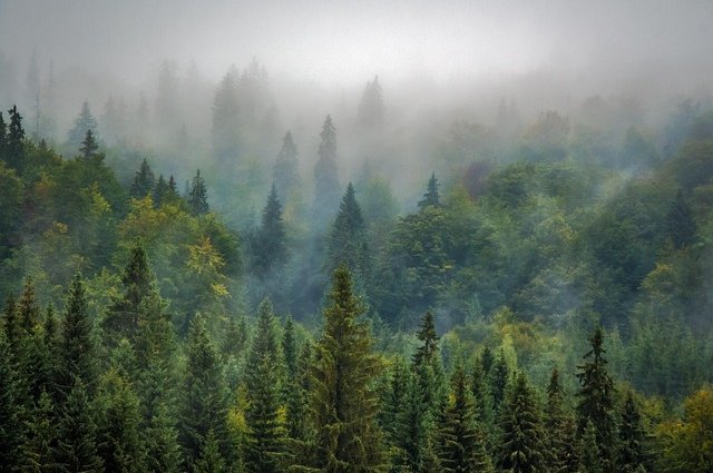 bergadder-trees-975091_640