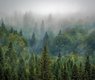 bergadder-trees-975091_640