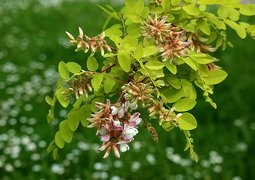 black-locust-5273129_640