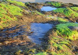 bluebudgie-seaweed-2363184_640