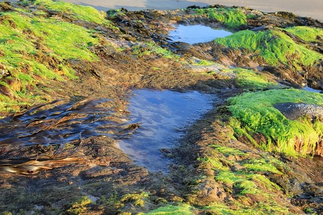 bluebudgie-seaweed-2363184_640