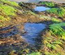 bluebudgie-seaweed-2363184_640
