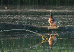 chiemseherin-bird-8901002_640