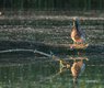 chiemseherin-bird-8901002_640