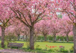 chiemseherin-cherry-blossoms-7850989_640