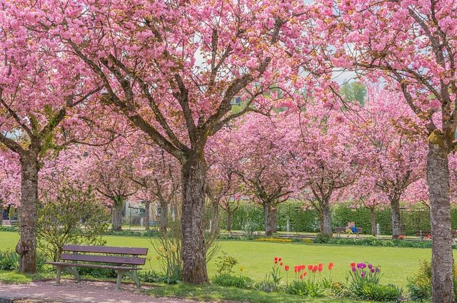 chiemseherin-cherry-blossoms-7850989_640
