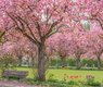 chiemseherin-cherry-blossoms-7850989_640