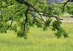 cocoparisienne-oak-423880_640