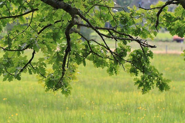 cocoparisienne-oak-423880_640