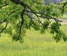 cocoparisienne-oak-423880_640