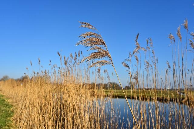 common-reed-3161992_640