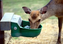 congerdesign-red-deer-4377810_640