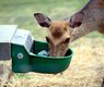 congerdesign-red-deer-4377810_640
