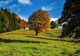 couleur-trees-3601248_640