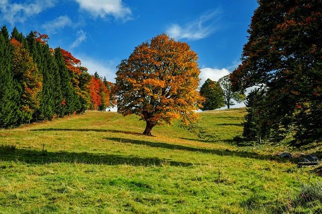 couleur-trees-3601248_640