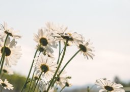 daisies-5091308_640