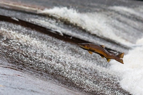 dannymoore1973-salmon-1107404_640