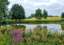 derks24-nature-6599949_640