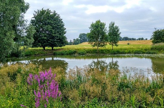 derks24-nature-6599949_640