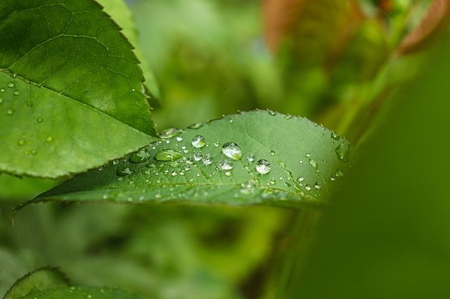 drops-5400831_640