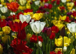 engin_akyurt-tulips-1511854_640