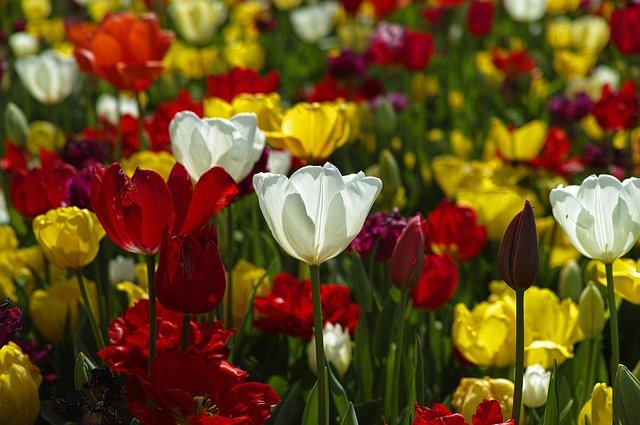 engin_akyurt-tulips-1511854_640