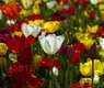 engin_akyurt-tulips-1511854_640