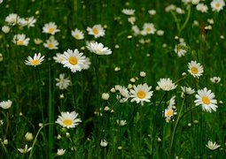 flowers-9661539_640