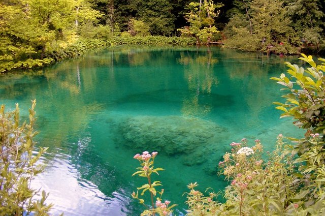 forest-flower-lake-pond-stream-reflection-1091327-pxhere.com