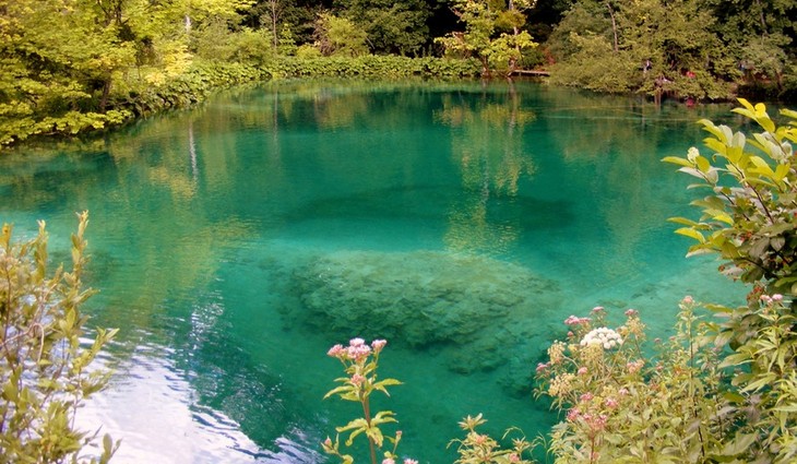 forest-flower-lake-pond-stream-reflection-1091327-pxhere.com