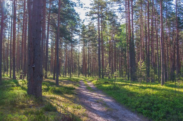 forest-tree-natural-landscape-natural-environment-spruce-fir-forest-nature-1617612-pxhere.com