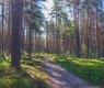 forest-tree-natural-landscape-natural-environment-spruce-fir-forest-nature-1617612-pxhere.com