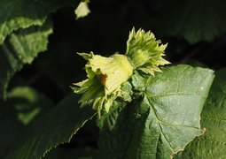 hans-hazelnut-694023_640