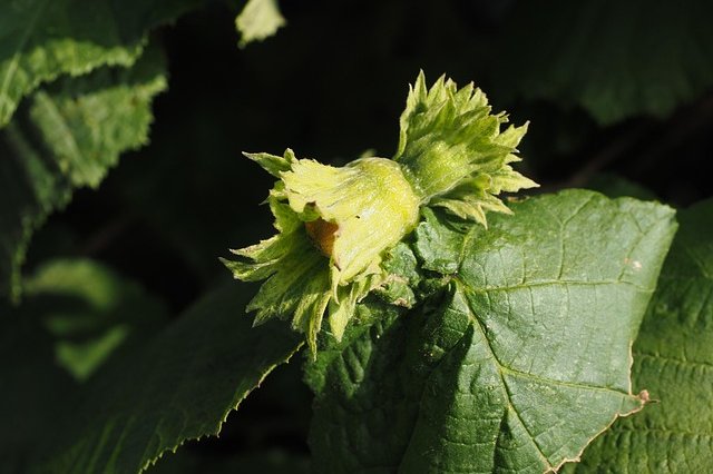 hans-hazelnut-694023_640