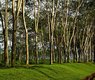ignartonosbg-forest-8052588_640