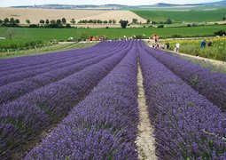 ivabalk-lavender-5493128_640