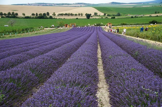 ivabalk-lavender-5493128_640